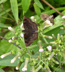 Nisoniades macarius
