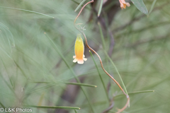 Marianthus bignoniaceus