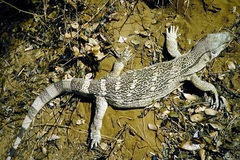 Varanus albigularis albigularis