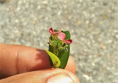 Alysicarpus vaginalis