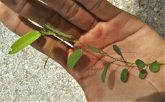 Alysicarpus vaginalis