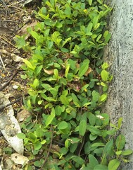 Alysicarpus vaginalis