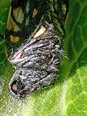 Catasticta teutila