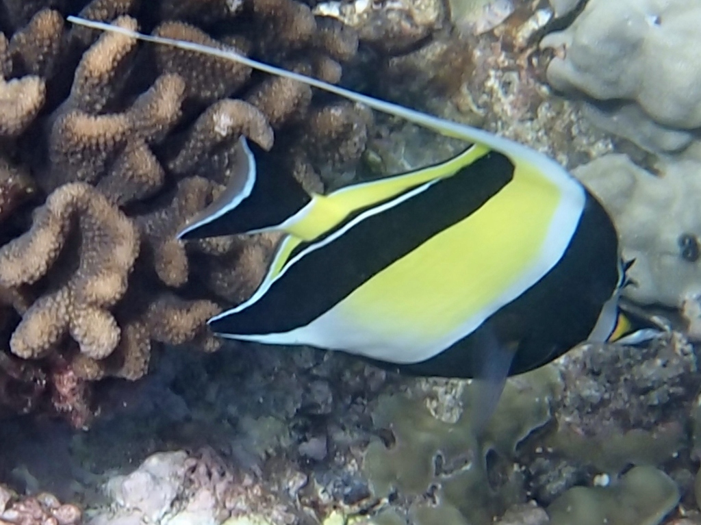 Moorish idol