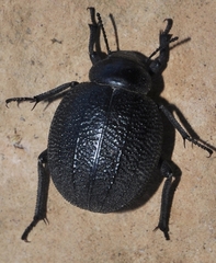 Pimelia rotundata