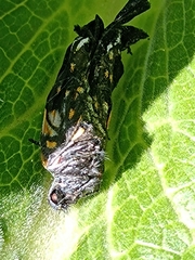 Catasticta teutila