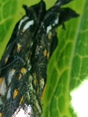 Catasticta teutila