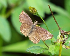 Anisochoria sublimbata
