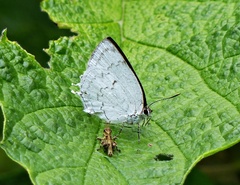 Ostrinotes sophocles