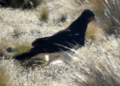 Daptrius megalopterus