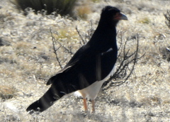 Daptrius megalopterus