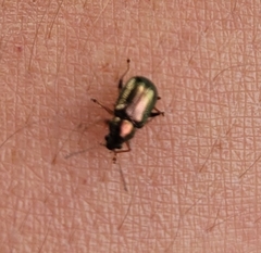 Eumolpinae