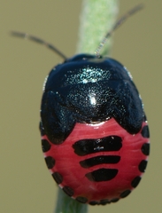 Canthophorus