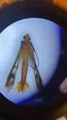 Synanthedon acerni