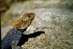 Agama kirkii