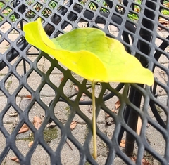 Cercis canadensis