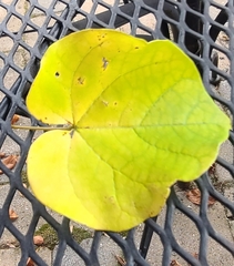 Cercis canadensis