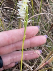 Spiranthes longilabris
