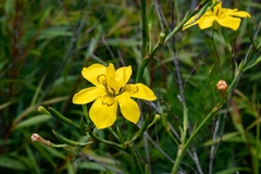 Moraea ramosissima