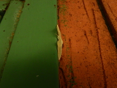 Brachurapteryx breviaria