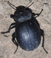 Morica favieri
