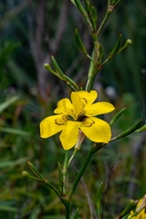 Moraea ramosissima