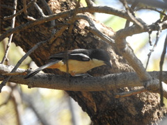 Laniarius ferrugineus