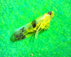 Empoa venusta