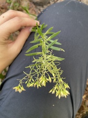 Euthamia leptocephala