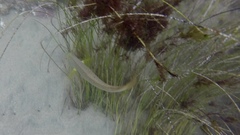 Halichoeres semicinctus