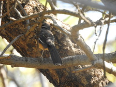 Laniarius ferrugineus