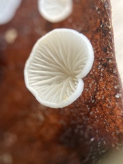 Crepidotus epibryus