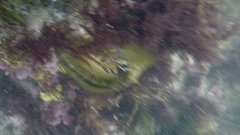 Halichoeres semicinctus