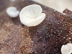 Crepidotus epibryus