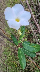 Rhabdadenia biflora