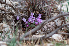 Cyclamen cilicicum