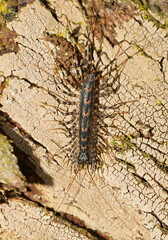 Allothereua maculata