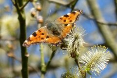 Nymphalis polychloros