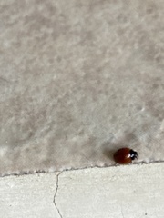 Coccinellidae