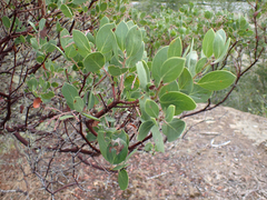 Arctostaphylos manzanita