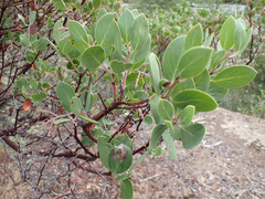 Arctostaphylos manzanita