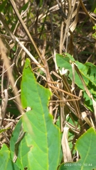 Tetanorhynchini