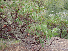 Arctostaphylos manzanita
