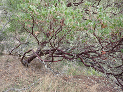Arctostaphylos manzanita