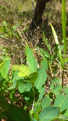 Tetanorhynchini
