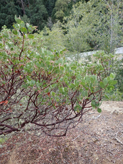 Arctostaphylos manzanita