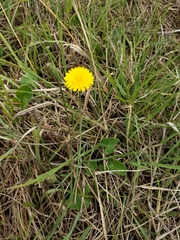 Hypochaeris radicata