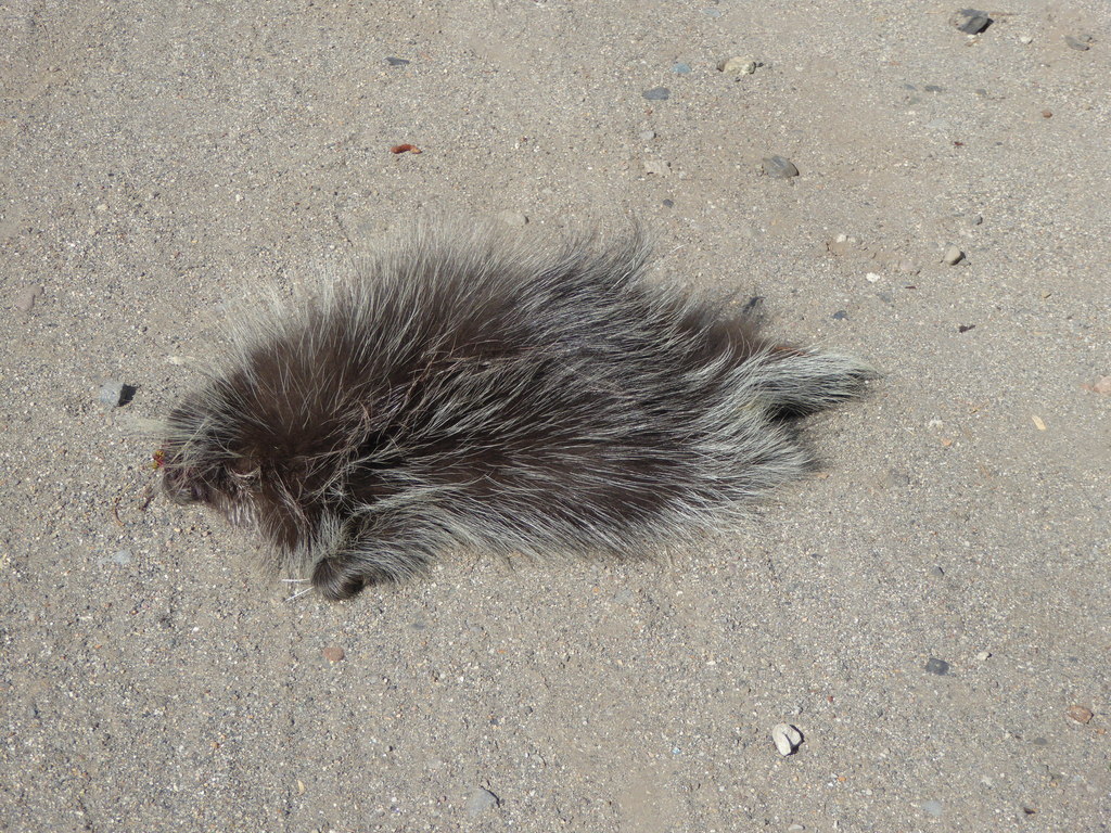 North American Porcupine from Truckee, CA on September 24, 2015 at 09