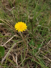 Hypochaeris radicata