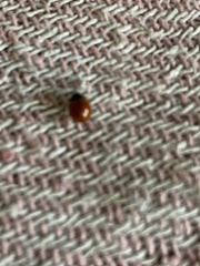 Coccinellidae